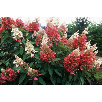 Гортензия метельчатая Pinky-Winky