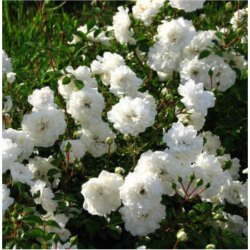 Роза почвопокровная Swany