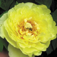 Пион Yellow Crown (Йеллоу Краун)