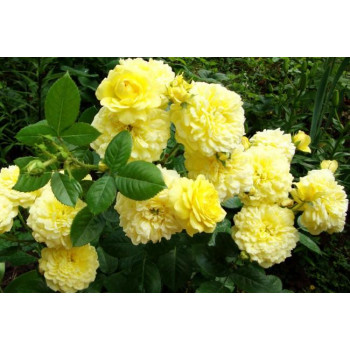 Роза шраб Анни Дюпрей (Anny Duperey)