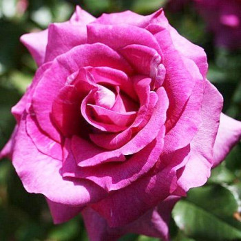 Роза флорибунда Интрига (Intrigue)