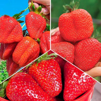 Комплект Мегаурожай из 3 сортов земляники